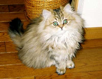 �L�����f�B�����
