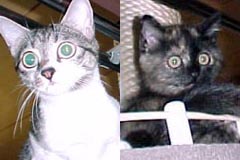 �O�b�p���p�t�B�[�����
