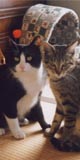 �T�j�[���񁕂܂낭��@���̂Q