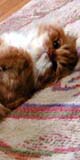 �m�G�������@���̂R