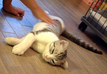 �e������@���̂Q
