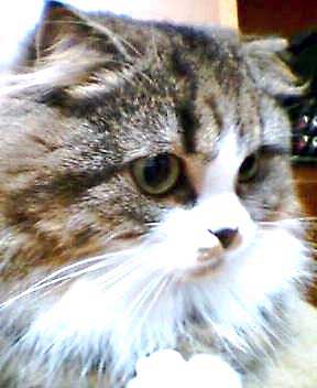 �g�g�������