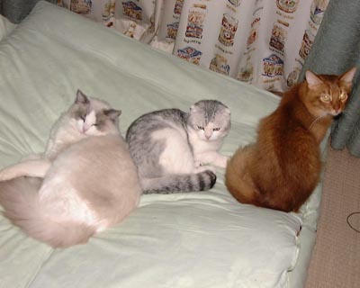 �R�C�ł��˂��