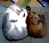 �ォ�猩�Ă݂܂���