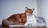 �ёU���P