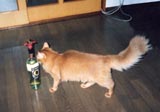 ���H���H