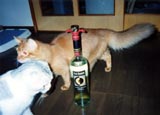 �O���������