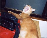 <B>�����с@���̂Q</B>