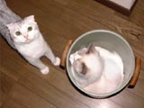 �����Ƃ��V���[�Y�A