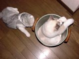 �����Ƃ��V���[�Y�B