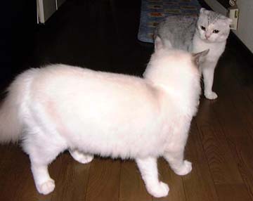 �����Ƃ��V���[�Y�C