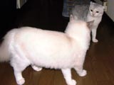 �����Ƃ��V���[�Y�C