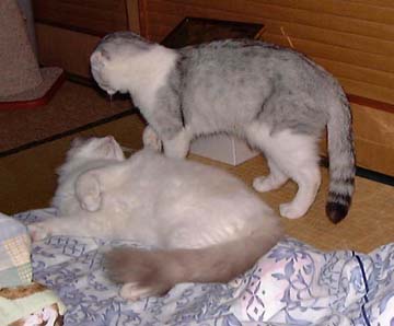 ���f�����܂̂��ʂ肾��