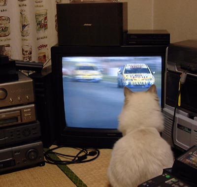 TV����