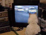 TV����