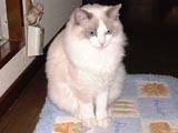�҂��Ă�