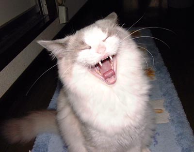 �܂����ȁ`