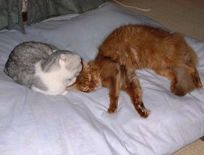 �d�����ӂ���