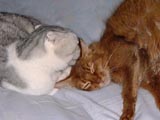 �d�����ӂ���