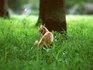 cat_sample01.jpg