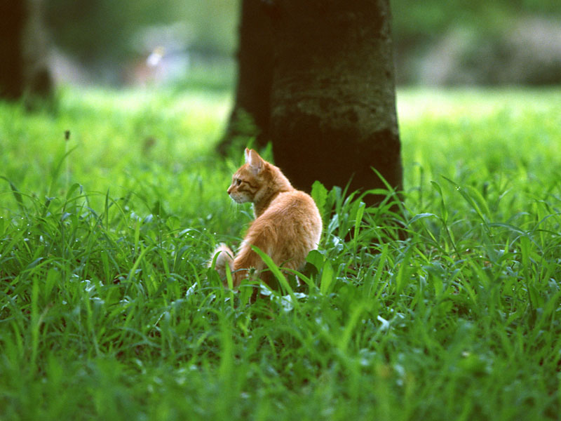 cat_sample01.jpg