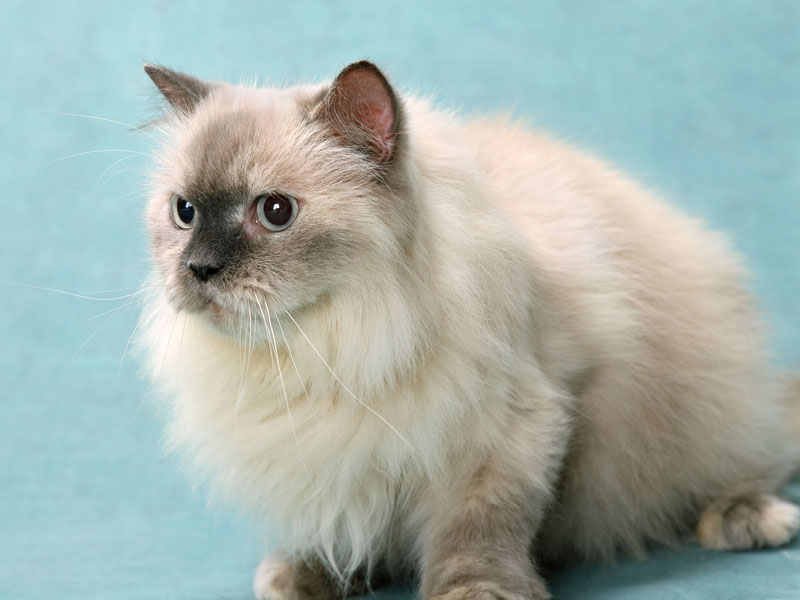 cat_sample02.jpg